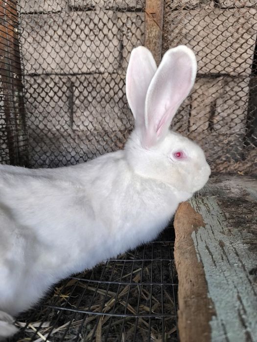 Продам кроликов народа фландер