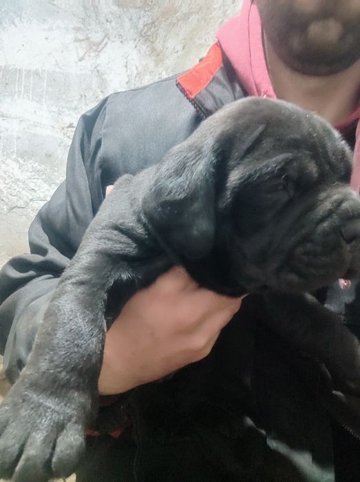 Кане Корсо puppy