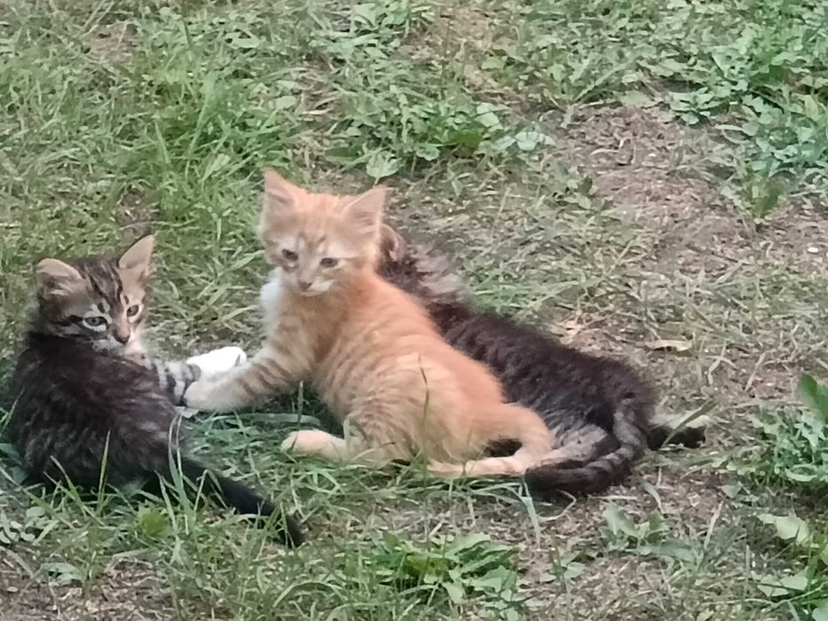 Подарявам котета