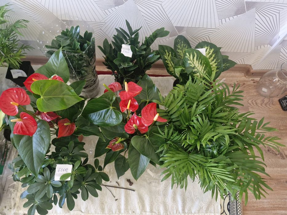 Уй гұлдері арзан