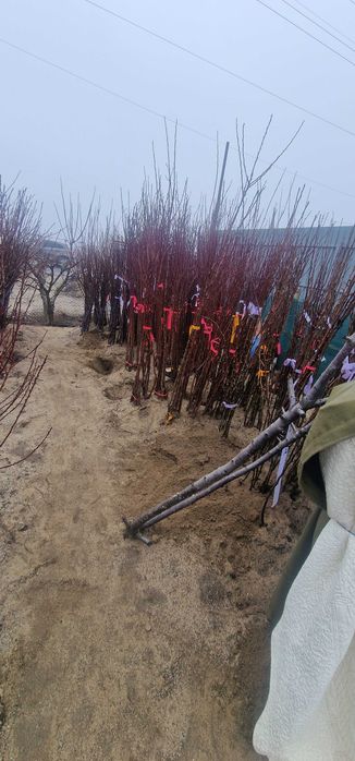 Pomi fructiferi altoiți