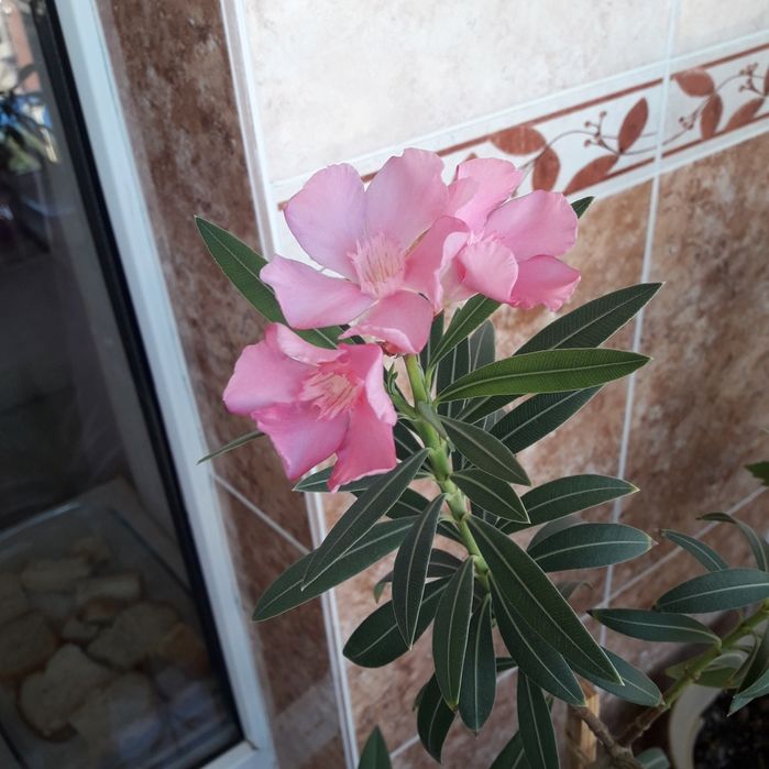 Продам олеандр домашний