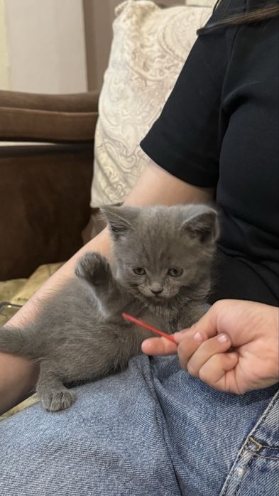 Котенок шотландка девочка