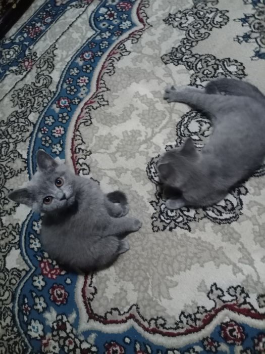 Срочно котята продаются