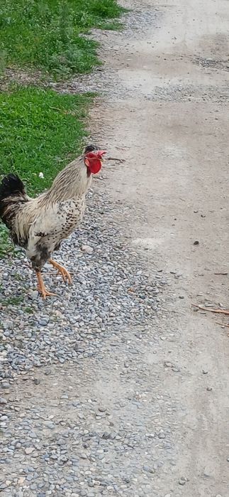 Срочно хӯроз сотилади