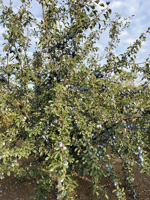 Prune Stanley 2,5 lei kg