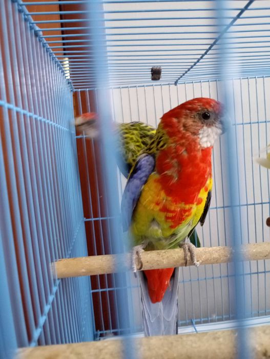 Пара попугаев розелла