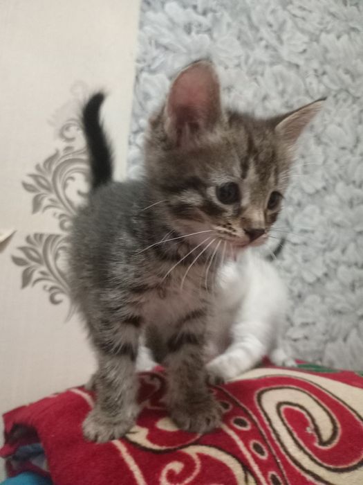 Котенки в добрфе руки