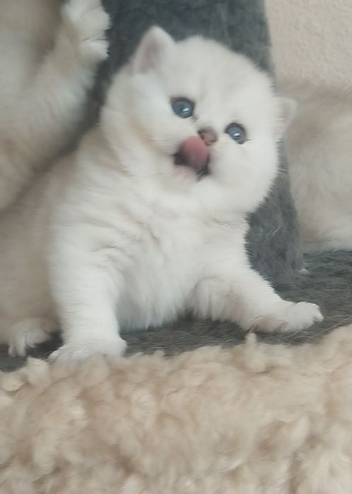 Сотилади Британский Шиншилла Чистокровный Угл &Киз Ота Онаси перевазно