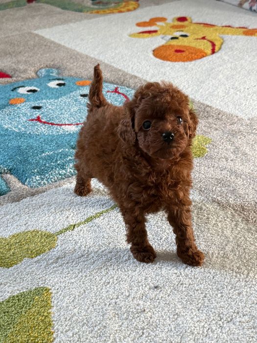 Пудел той момиче