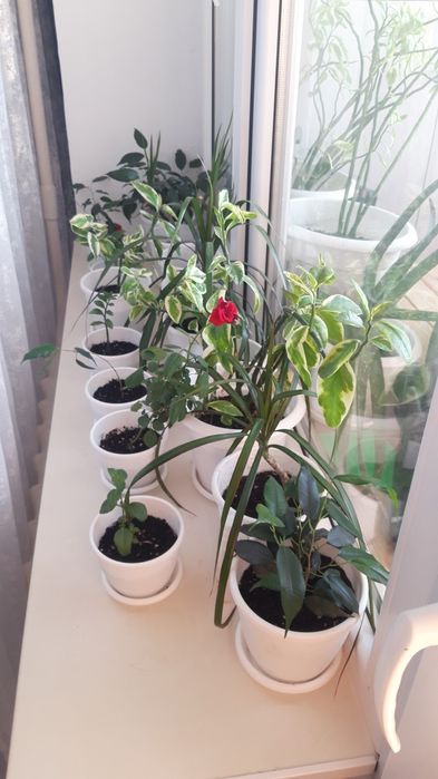 Цветы комнатные     .