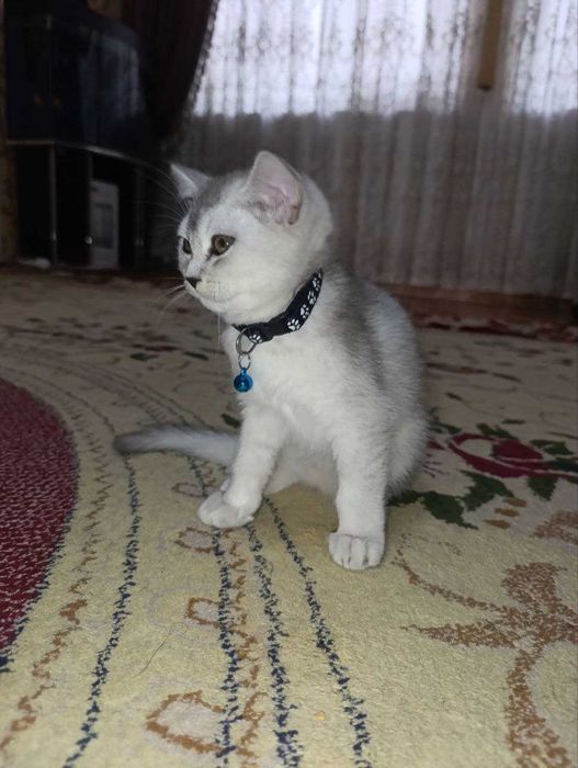 Мальчик серебряный шиншиллы