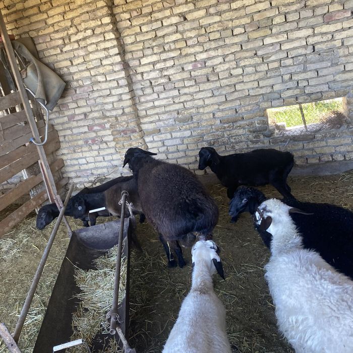 Xisori qochqor 2 yoshar