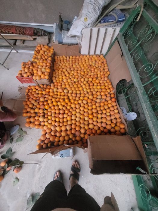 Хурмо домашний  арзон