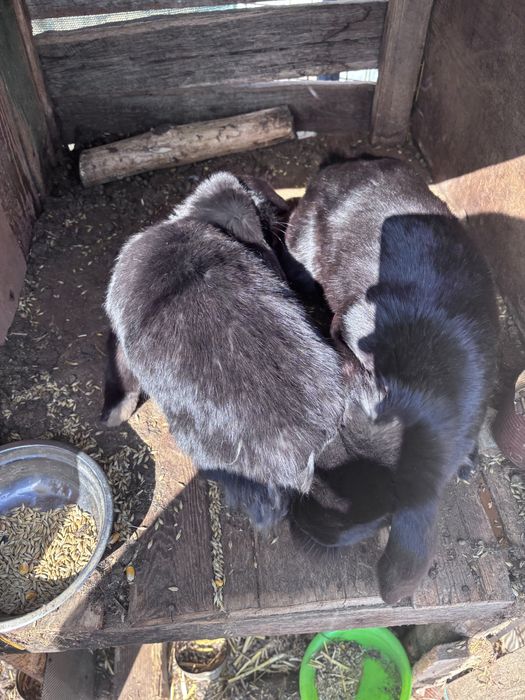 Femele berbec german