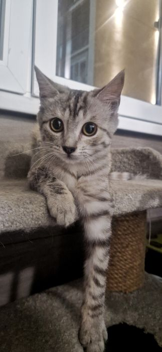 Котенок в добрые руки