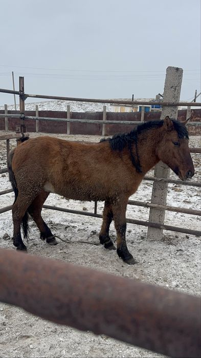 Мұғалжар тай сатылады