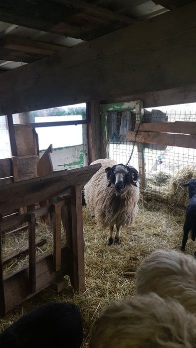 De vanzare 3 oii miore cu 3 meii