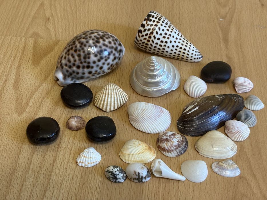 ракушки для аквариума или подделок