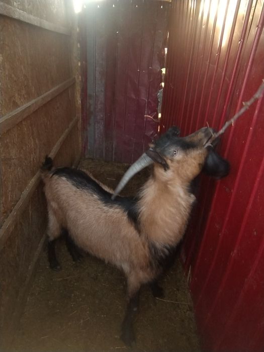 Țap rasa Alpină franceză