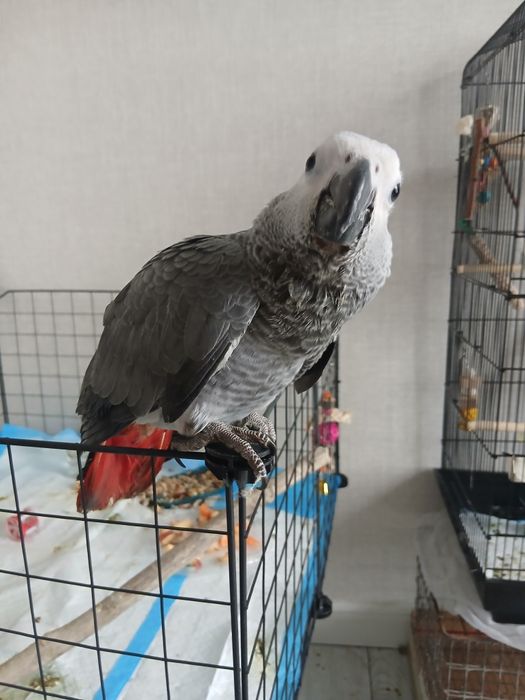 Продам птенца Жако