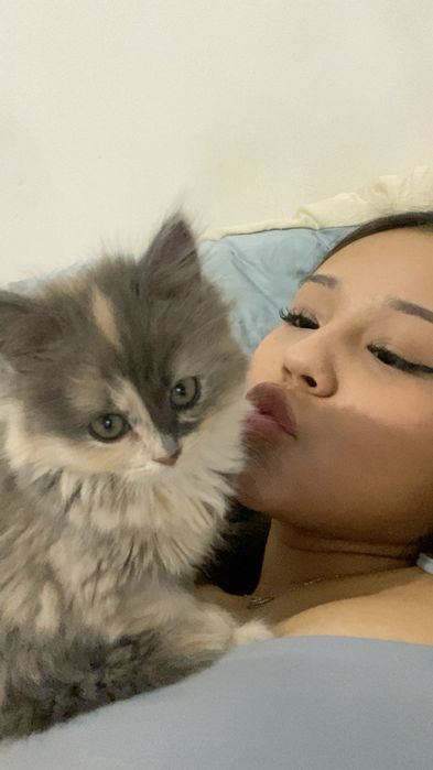 котёнок в хорошие руки