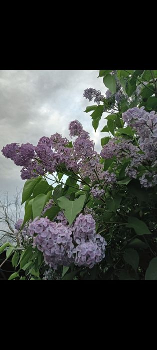 Цветы сирени штучно