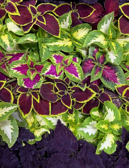 Садовые растения