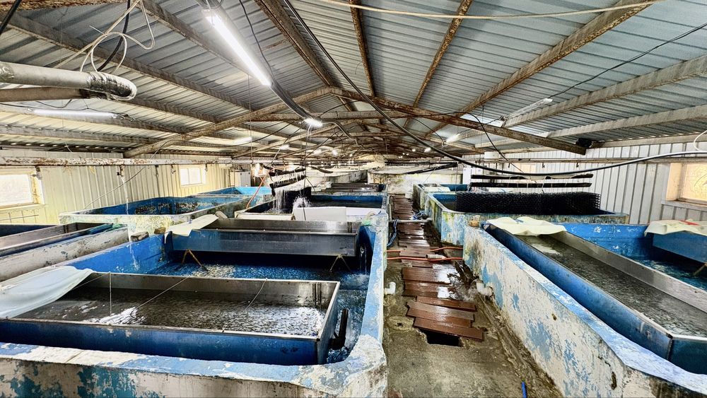 Яблоневый сад 51га