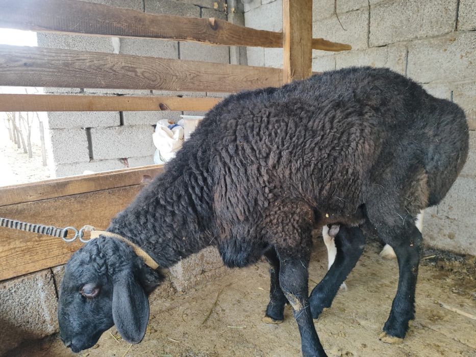 Семыз кошкар, суреттегы