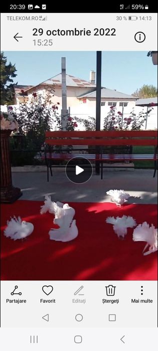 Închiriez porumbei albi voltati și voiajori pregătiți pentru ședința f