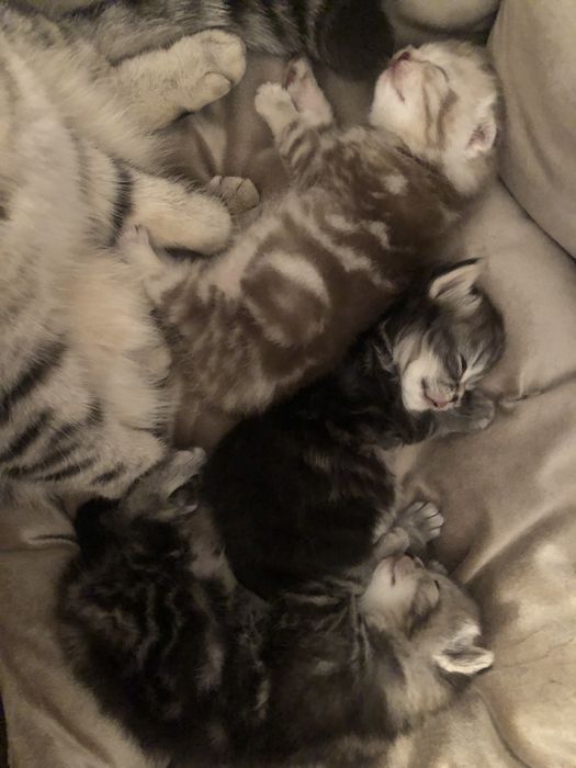 Котята скоттиш-фолд