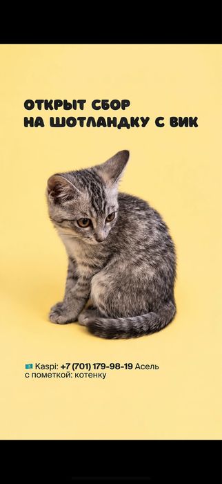 Шотландский котенок