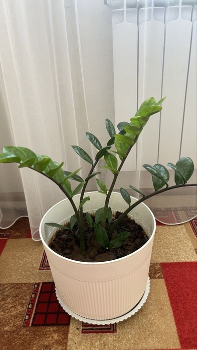 Комнатные растения, домашние цветы