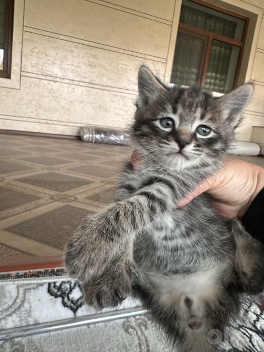 Котята 2,5 месячные