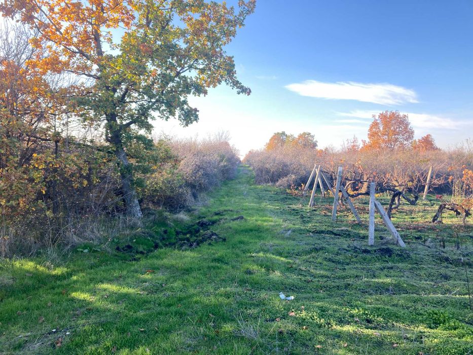 Парцел 2320 м2 - отличен за лозе/градина/пчелин, до път Дебър–Брягово