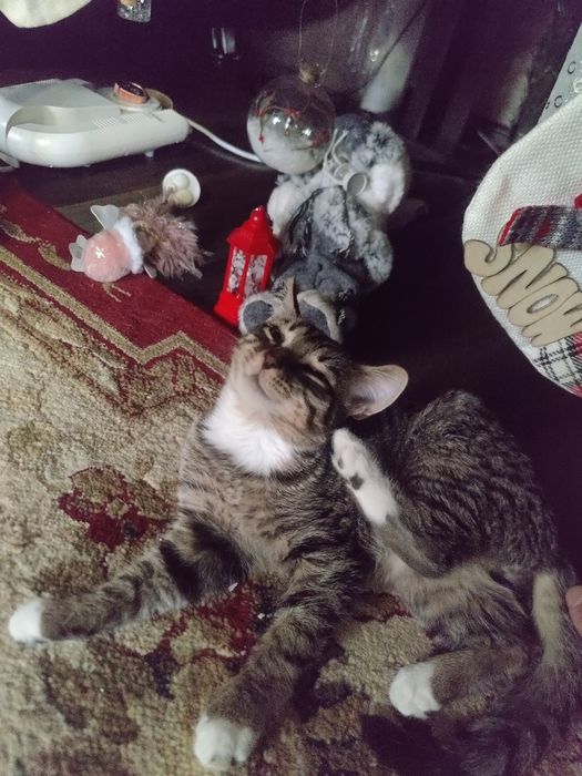 Отдам котенка в добрые руки