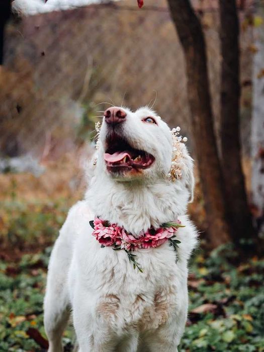 Cățelușă Retriever mix,7 ani, sterilizată, pentru adopție responsabilă