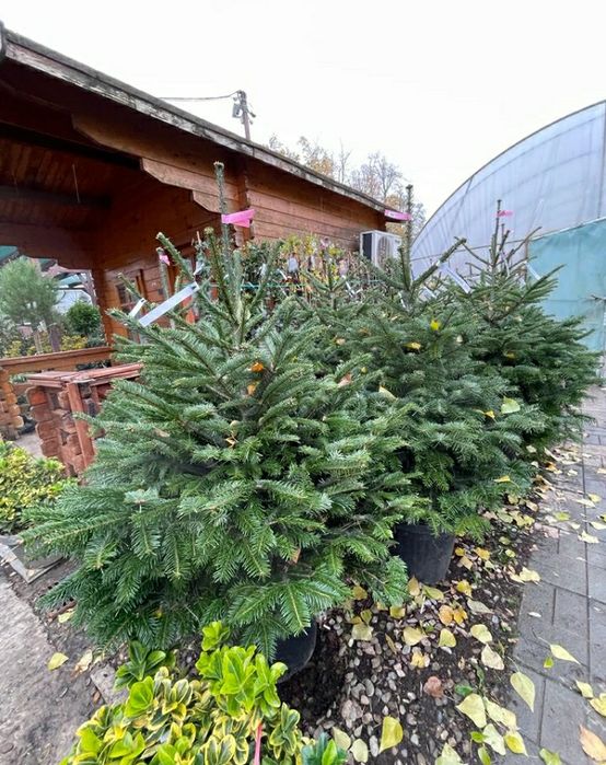 Brazi in ghiveci cu radacină pentru plantat