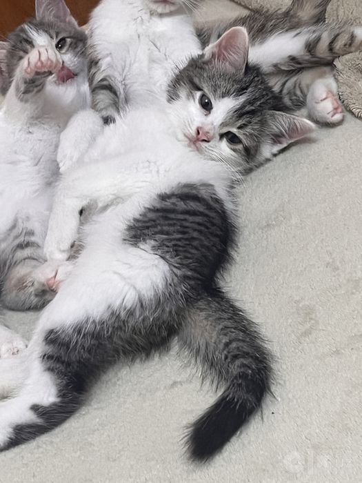 Котята в добрые руки
