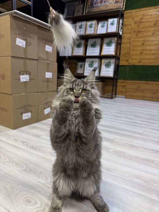 Продается Мейн-Кун