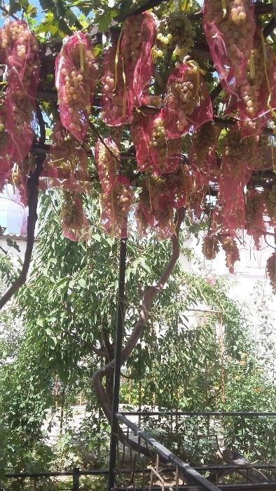 Услуги садовода.