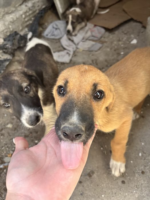 3 catei ofer spre adoptie gratuit