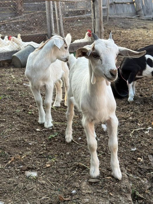 Продам двух месячных козлят