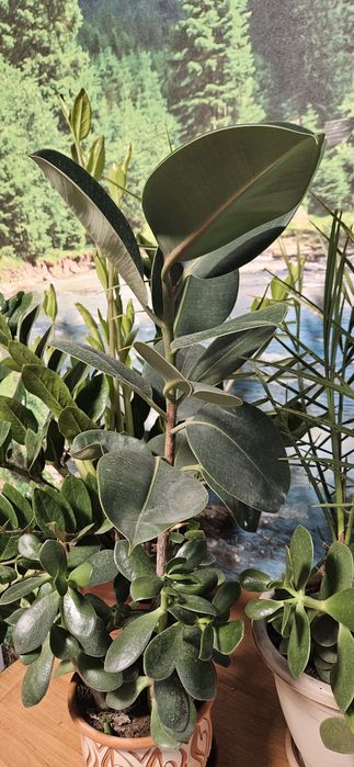 Комнатные растения