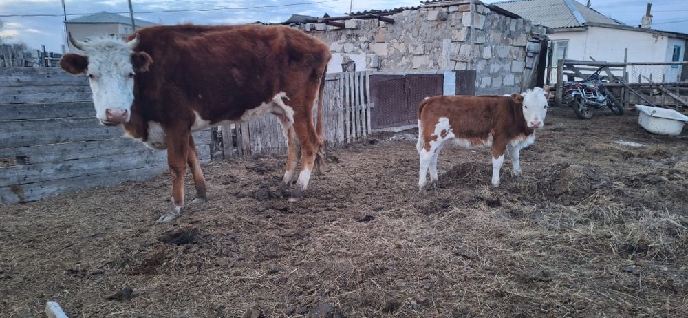 Бұзаулы сиыр сатылады.