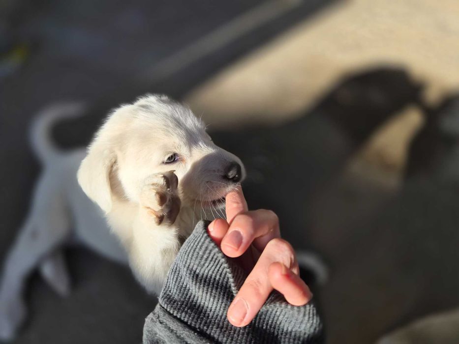 Catelus alb stramos labrador metis de donat!