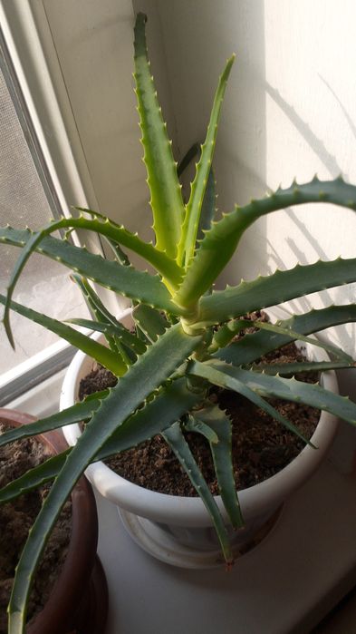 Лечебный Алой.  многолетний