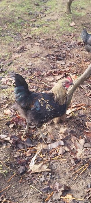 Продавам петлета