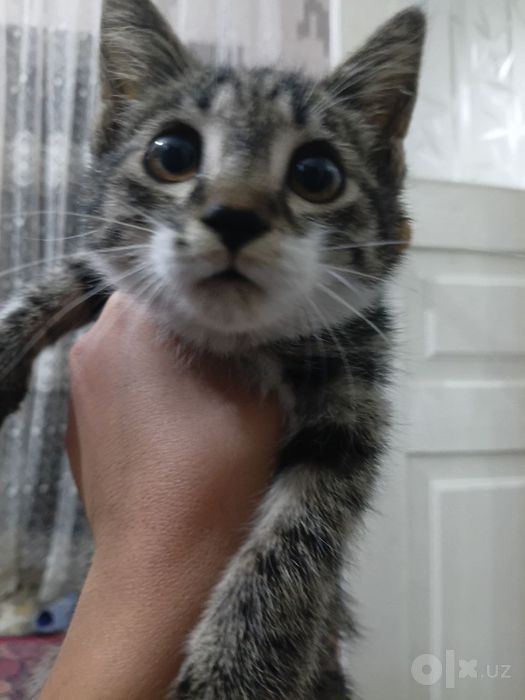Отдам котенка даром